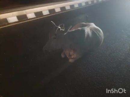 लांजा: लांजा रेस्ट हाऊस जवळ महामार्गांवर बसलेल्या गुरांवर धडकून मोटरसायकलस्वार गंभीर जखमी