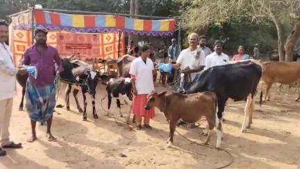 ஆலங்குடி: வல்லதிரா கோட்டையில் கால்நடை துறை சார்பாக நடைபெற்ற மருத்துவ முகாமில் சுற்றுவட்டாரத்தை சேர்ந்த விவசாயிகள் கால்நடைகளை காண்பித்து பயனடைந்தனர்