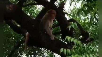 किनवट: अंबाडी गावात नागरिकांना त्रास देणाऱ्या माकडास वनविभागाने जेरबंद करत नैसर्गिक अधिवासात दिले सोडून