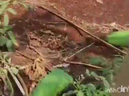 ಚಿಟಗುಪ್ಪ: ಬಿರುಗಾಳಿ ಸಮೇತ ಮಳೆಗೆ ಪಟ್ಟಣದ ಕಪ್ಪರಗಾಂವ್ ಮಾರ್ಗದ ತೋಟದಲ್ಲಿ ಪಪ್ಪಾಯಿ ಬೆಳೆ ಹಾನಿ, ಪರಿಹಾರಕ್ಕೆ ರೈತನ ಆಗ್ರಹ