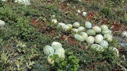 திருப்புவனம்: கிளாதரி மற்றும் அதன் சுற்றுவட்டாரப் பகுதிகளில் தர்பூசணி விவசாயம் பாதிப்பு