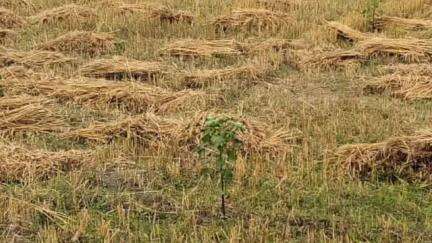 छातापुर: छातापुर में तेज हवा और बारिश से हुई परेशानी