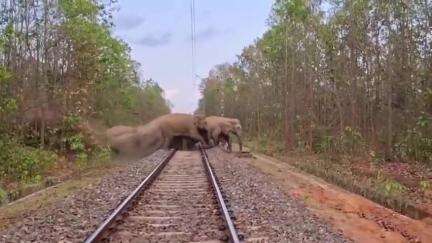 গড়বেতা ১: বাঁকুড়া থেকে পশ্চিম মেদিনীপুরের গড়বেতায় প্রবেশ 35 থেকে 40টি হাতির