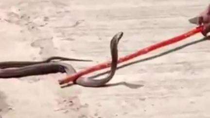 ताल: ताल नगर में पुष्पा मेडिकल के सामने दिखा ब्लैक कोबरा, एक व्यक्ति ने सुरक्षित जंगल में छोड़ा