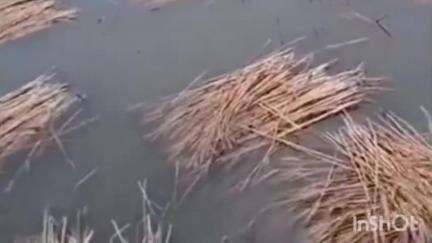 समस्तीपुर: जिले के कई पंचायतों में गेहूं की फसल बर्बाद..आंधी बारिश से किसानों को हुआ नुकसान,कर्ज चुकाने की सता रही चिंता#jansamasya