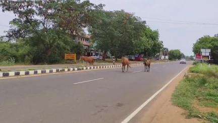 நாங்குநேரி: வள்ளியூர் சாலையில் ஓடும் குதிரைகளால் வாகன ஓட்டிகளுக்கு அச்சம், வீடியோ வைரலானது #viral