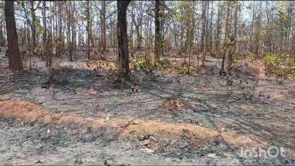 भंडरिया: गढ़वा दक्षिणी वन क्षेत्र में हाथियों के झुंड के विचरण के कारण 9 गांवों में रेड अलर्ट जारी