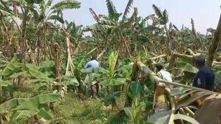 பாபநாசம்: பாபநாசம் பகுதிகளில் சூறைக்காற்றுடன் பெய்த கன மழையால் 2000க்கும் மேற்பட்ட வாழை மரங்கள் சேதம் இளங்கார் குடியில் விவசாயிகள் வேதனை
