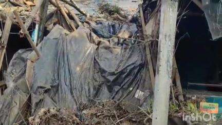 গাইঘাটা: চাঁদপাড়ায় যশোর রোডের উপরে গাছের ডাল ভেঙে আহত 1, ভাঙা ডাল সরানোর ব্যবস্থা করল পুলিশ