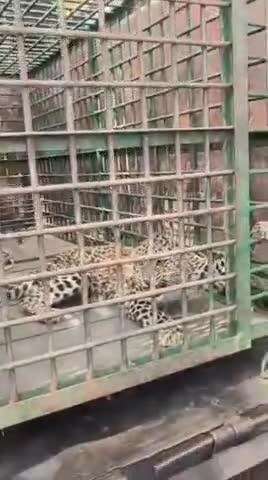 भिंगा जंगल के कैंन के पास आज तेदुआ को वन विभाग के द्वारा पिंजरे कैद किया गया