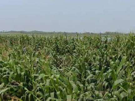 आंधी तूफान के वजह से किसान
भाई का फसल बर्बाद हुआ 
महादेवपुर