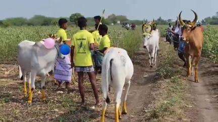 எட்டயபுரம்: சிங்கிலிபட்டி கிராமத்தில் பொன் ஏர் திருவிழா வெகு விமர்சையாக கொண்டாடப்பட்டது
