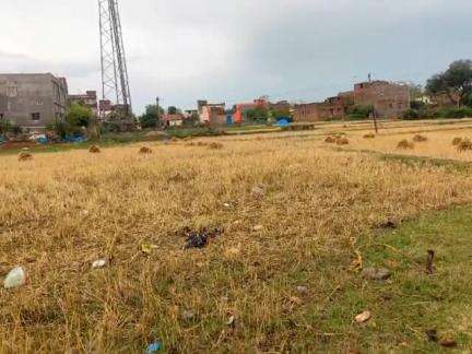 केरेडारी: केरेडारी प्रखंड में बेमौसम बारिश से किसानों को भारी नुकसान
