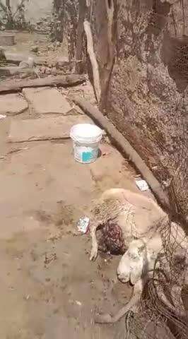 narvar tehsil ke gram dhigwas mai prahlad baghel ke 54 nag kisi jangli janbar ne kha liye