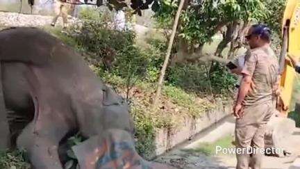 लालकुऑ: लालकुआं मुक्ति धाम के पास ट्रेन से कटकर हाथी की हुई मौत, लोको पायलट के खिलाफ होगी कार्रवाई