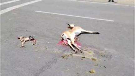 हदगाव: तमसा परिसरात हदगाव तामसा रोडवर अज्ञात वाहनाने हरीण आणि तिच्या पिल्लाला चिरडले हरणाच्या पिल्याचा व हरणाचा मृत्यू