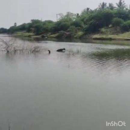 ಸವಣೂರು: ಪಟ್ಟಣದ ಜನತೆಗೆ ಆತಂಕ ಮೂಡಿಸಿದ್ದ ಕಾಡು ನಾಯಿ ಸೆರೆ