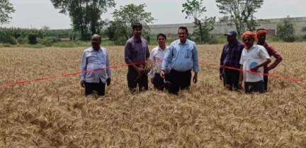 परबत्ता: बैसा पंचायत में रबी गेहूं की कटनी का आयोजन, 29 क्विंटल प्रति हेक्टेयर उपज का अनुमान