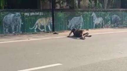 செங்கோட்டை: மது போதையில் தேசிய நெடுஞ்சாலையில் உற்சாகமாக மல்லாக்க படுத்து உருண்ட மது பிரியர்