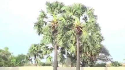 விளாத்திகுளம்: உடன்குடி விளாத்திகுளம் பகுதிகளில் தொழிலாளர்கள் கிடைக்காமல் பதநீர், கருப்பட்டி உற்பத்தி பாதிப்பு