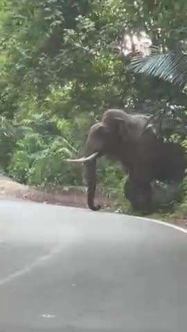 ಮೂಡಿಗೆರೆ: ಚಾರ್ಮಾಡಿ ಘಾಟ್‌ನಲ್ಲಿ ದೈತ್ಯಾಕಾರದ ಕಾಡಾನೆಯಿಂದ ಕಾರು‌ ಚಾಲಕ ಜಸ್ಟ್ ಮಿಸ್