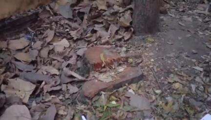 बीकापुर: बीकापुर ब्लॉक परिसर में लगे यूकेलिप्टस के पुराने पेड़ों को काटने के मामले में एसडीएम विकास धर दुबे करेंगे जांच