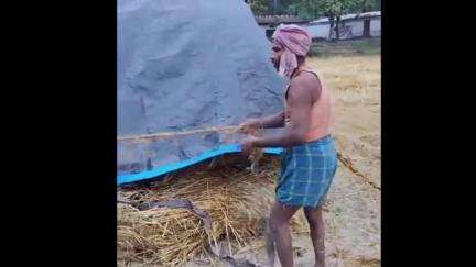 दरौली: तियर गांव में तेज बारिश के कारण किसानों की गेहूं की फसल भीगी, किसान परेशान