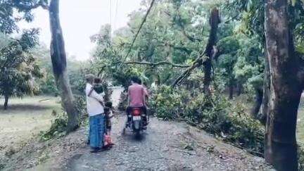 गोगरी: तेज आंधी में बोरना गांव के पास बांध पर पेड़ गिरने से बिजली का पोल और तार टूटे