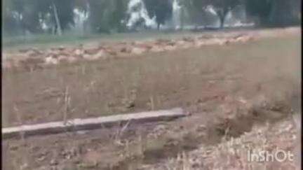 अनूपशहर: अनूपशहर तहसील क्षेत्र में तेज आंधी और बारिश से किसानों को हुआ भारी नुकसान