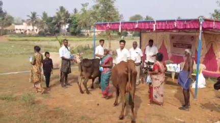 ஆலங்குடி: மணியம்பள்ளம் கிராமத்தில் கால்நடைகளுக்கான சிறப்பு மருத்துவ முகாம் நடைபெற்றது