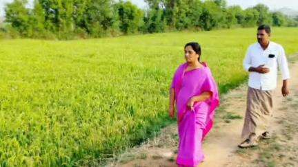 వెంకటాపురం గ్రామ సమీపంలోనే ఉన్న వ్యవసాయ క్షేత్రాన్ని సందర్శించి పంటలను పరిశీలించిన రాప్తాడు ఎమ్మెల్యే పరిటాల సునీత