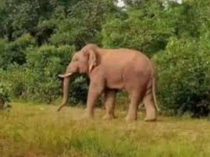 फरसाबहार: सिंगल हाथी ग्रामीण क्षेत्र में शाम होते ही गांव की ओर निशाना बना रहा है, मोहाडीह