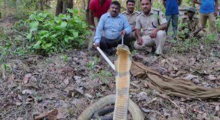 ಅಂಕೋಲ: ಸುಂಕಸಾಳದ ಅಂಗಡಿಯೊಂದರಲ್ಲಿ ಕಾಳಿಂಗ ಸರ್ಪ ಪ್ರತ್ಯಕ್ಷ
