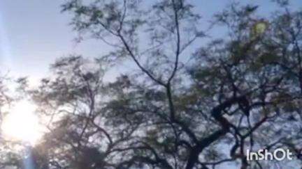 ब्रह्मपूरी: ब्रह्मपुरी तालुक्यात  सर्वाधिक तापमानाची नोंद