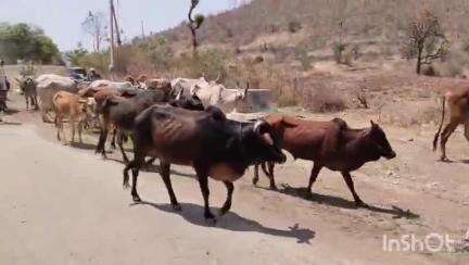भैंसदेही: डेडवाकुण्ड के पास जंगल में 40 गौवंश के साथ तस्कर गिरफ्तार