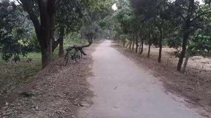 नौगावां सादात: नौगांवा के गांव अकबरपुर पट्टी में काटे गए आम के हरे-भरे पेड़, ग्रामीण परेशान, वीडियो हुआ वायरल