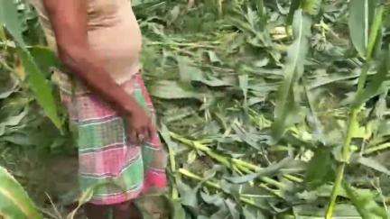 ফালাকাটা: বেংকান্দি গ্রামে হাতির হানায় ক্ষতিগ্রস্ত 2 বিঘা জমির ভুট্টা চাষ
