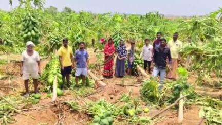 ಕೂಡ್ಲಿಗಿ: ಗುಡೆಕೋಟೆ ಗ್ರಾಮದ ಬಳಿ ಬಿರುಗಾಳಿ ಸಹಿತ ಮಳೆ 9 ಎಕರೆ ಪಪ್ಪಾಯ ಬೆಳೆ ನಾಶ