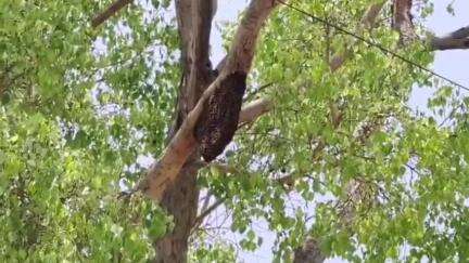ಕೊರಟಗೆರೆ: ಪಟ್ಟಣದ ಬಸ್‌ಸ್ಟ್ಯಾಂಡ್‌ ಬಳಿ ಹೆಜ್ಜೇನು ದಾಳಿ – 20ಕ್ಕೂ ಹೆಚ್ಚು ಜನರಿಗೆ ಗಾಯ
