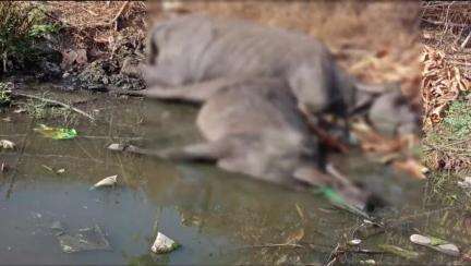 गंगधार: बेडला गांव में करंट की चपेट में आने से 2 दुधारू भैंसों की हुई मौत