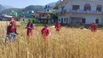 कपकोट: नगर पंचायत कपकोट क्षेत्र में सूखे और ओलावृष्टि ने फसल को किया बर्बाद, किसान मायूस, गेहूं की कटाई शुरू