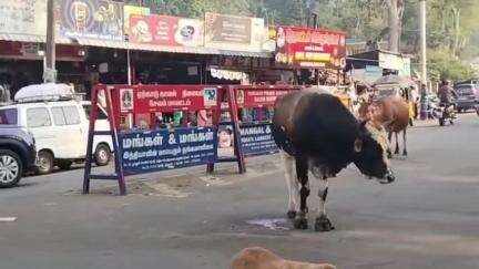 ஏற்காடு: ஏற்காட்டில் முக்கிய பகுதிகளில் சுற்றித்திரியும் கால்நடைகளால் மக்கள் மற்றும் சுற்றுலாப் பயணிகள் கடும் அவதி #localissue