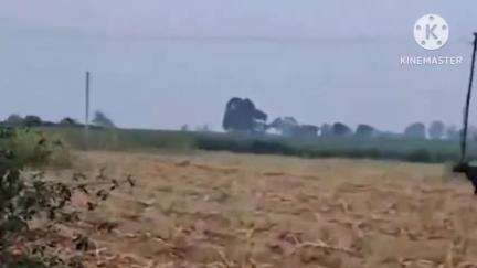 वाळवा: आष्टा येथील बावची शिंदे मळा रोडला गव्हाचे दर्शन; शेतकऱ्यांच्या मध्ये भीतीचे वातावरण