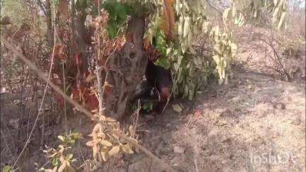 तिसरी: पंदना टांड़ में युवक का शव फांसी पर लटका मिला, पुलिस कर रही जांच