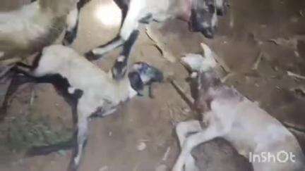 உசிலம்பட்டி: ஏழுமலையில் நாய்கள் கடித்து 15 ஆடுகள் பலி
