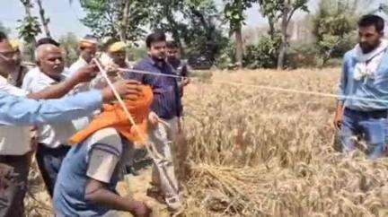 भिनगा: पटना खरगौरा में डीएम ने क्राप कटिंग का लिया जायजा, स्वयं गेहूं की फसल काटकर जाना क्राप कटिंग का हाल