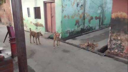 नौगावां सादात: नौगांवा तहसील क्षेत्र में बढ़ रहा आवारा कुत्ते और बंदरों का आतंक, आसपास के लोग परेशान, पकड़ने की मांग #jansamasya
