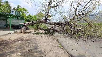 நிலக்கோட்டை: வத்தலகுண்டு அருகே புளியமரம் விழுந்து விபத்து இளைஞர் படுகாயம்