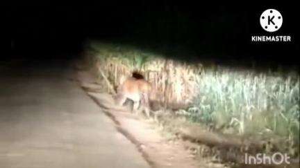 सिन्नर: डुबेरे येथे बिबट्याच्या हल्ल्यात हल्ल्यात वासरू जखमी