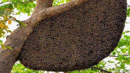 বলরামপুর: মৌমাছির হানায় জখম হয়ে হাসপাতালে চিকিৎসাধীন বড়উরমা প্রাথমিক বিদ্যালয়ের ছাত্র-ছাত্রী ও শিক্ষিকা সহ মোট জন